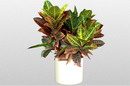 croton